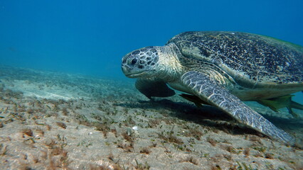 Obraz premium Big Green turtle on the reefs of the Red Sea.