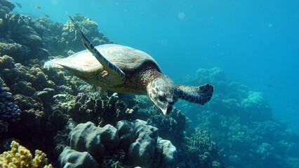 Obraz na płótnie Canvas Hawksbill sea turtle (CR species) Hawksbill Turtle - Eretmochelys imbricata.