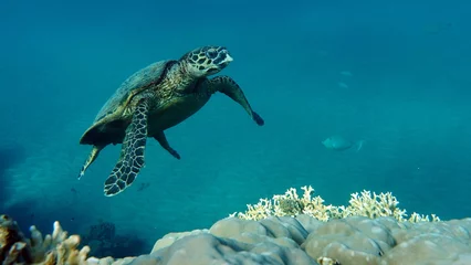 Gordijnen Hawksbill sea turtle (CR species) Hawksbill Turtle - Eretmochelys imbricata. © Vitalii6447