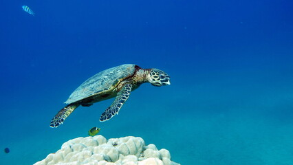 Hawksbill sea turtle (CR species) Hawksbill Turtle - Eretmochelys imbricata.