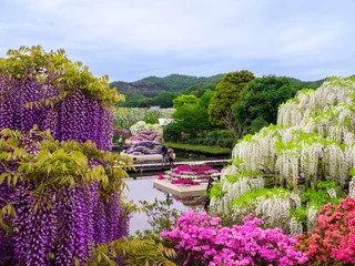 Fototapeten Colorful flower park with Japanese wisteria and azalea (Ashikaga, Tochigi, Japan) © Mayumi.K.Photography