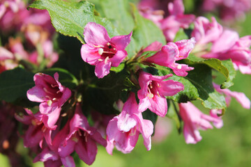 A cluster of pink rhodendron flowers shines in the sun