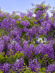 Japanese wisteria wall (Ashikaga, Tochigi, Japan)