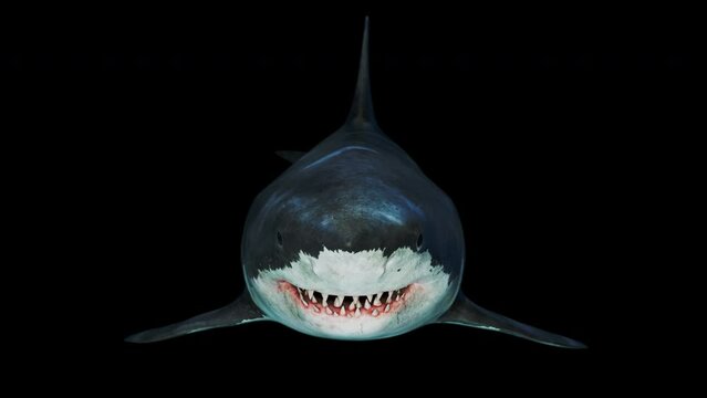 Close-up of a scary great white shark swimming underwater front view
seamless loop animation.
 Megalodon is the Most predator shark in the ocean. Realistic 3d animation 4K