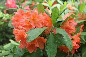 Beautiful orange rhodendron flower among bright green leaves