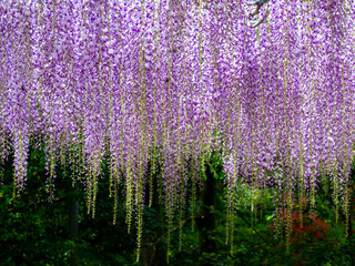 Japanese wisteria (Karasawayama, Tochigi, Japan) - obrazy, fototapety, plakaty