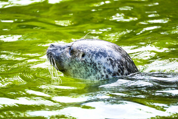Naklejka premium Seal head looking out of the water. Close up of the mammal. Endangered species