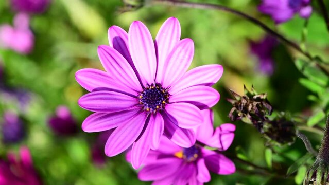 Closeup of Purple Pink Daisies in 4k video found in a garden in Corsica, France, Europe