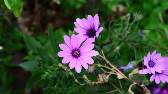 Pink Daisies in 4k footage for background, a garden in Corsica, France, Europe