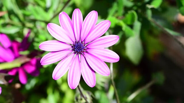 White Pink Daisy flower in 4k video found in a garden in Corsica, France, Europe