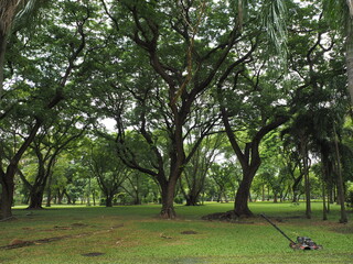 trees in the park