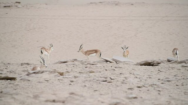 "Sand Gazelle" Images – Browse 977 Stock Photos, Vectors, and Video ...