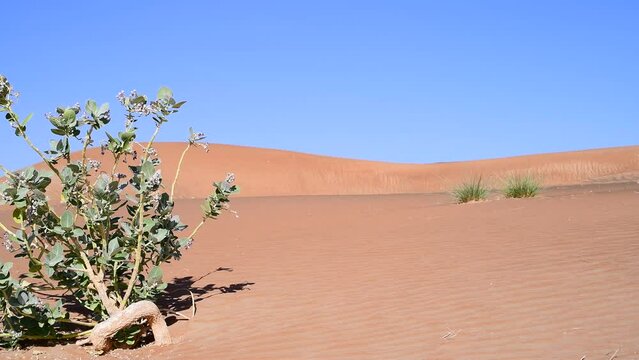 footage of Sodom Apple Shrub, Evergreen shrub, in the desert with red sand dunes and blue sky in background, Middle East, Arabian Peninsula. Dolly Slider Shot.