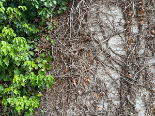 New growth. Old roots