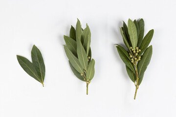 Bay Leaves - Three Small Branches Growing, Macro Close Up, Top View - Isolated on White Background