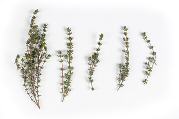Thyme - Five Branches Growing, Macro Close Up, Top View - Isolated on White Background