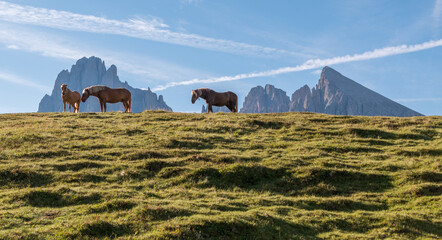 Horses at Alpe di Siusi in the Italian Dolomites