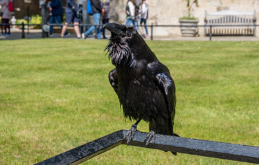 The Black Royal Raven at the Tower of London