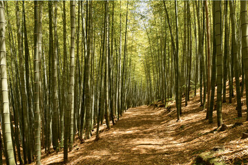 Green and beautiful bamboo forest in Korea