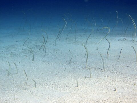 sand eel of the red sea