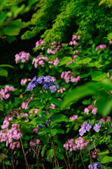 ピンクと紫のガクアジサイが咲く