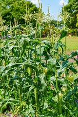 家庭菜園で育ったトウモロコシ