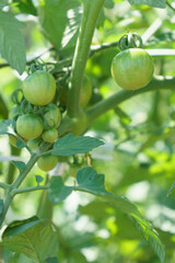 日差しを浴びて成熟中のトマト