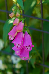 ピンクのベルのような花 ジギタリス