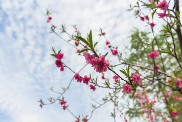 blooming pink apple tree branch