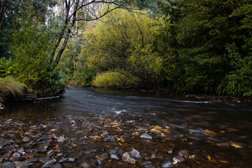 flowing river on a rainy day with green trees tasmania