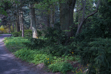 mystical forest with old coniferous trees