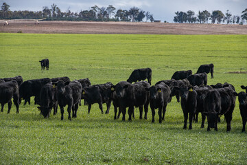black cows in green paddock 