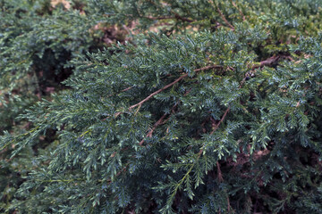 taxus baccata branches at close distance