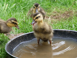 Chick ducklings in a private garden of a private home