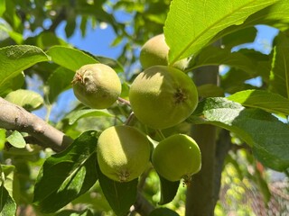 Fototapeta premium Green apples growing on the apple tree