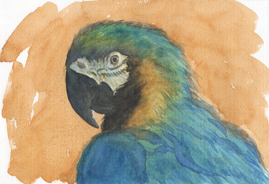 macaw watercolor painting