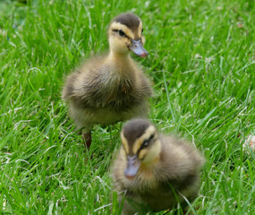Chick ducklings in a private garden of a private home