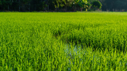 Obraz na płótnie Canvas Rice farm so fresh and green
