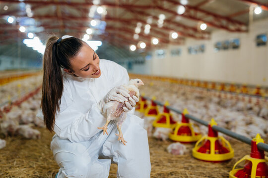 veterinarian examine poultry in chicken farm