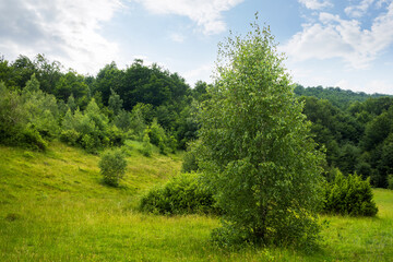 Fototapeta na wymiar green nature landscape in summer. trees on the grassy hills and meadows. bright sky with clouds. beautiful environment background