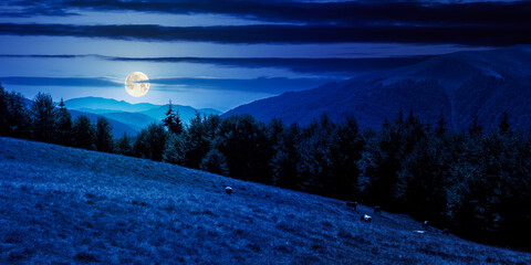 mountain landscape at night. beech forest on the grassy meadow in full moon light. last days of...