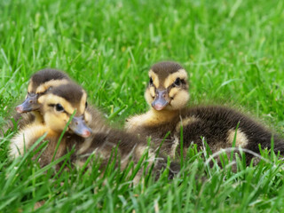 Chick ducklings in a private garden of a private home