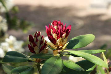 Rhododendron blooming flowers in the spring garden