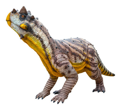 Psittacosaurus Sibiricus is a herbivorous genus of extinct ceratopsian dinosaur from the Early Cretaceous, Psittacosaurus Sibiricus is isolated on white background with a clipping path.