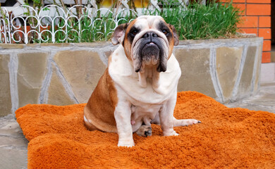 Adult English Bulldog dog sits on a dog bed outdoors and looks at the camera. Pets concept