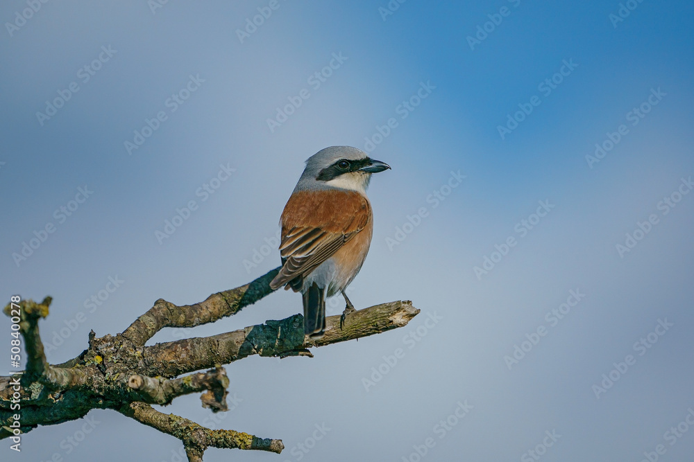 Wall mural red-backed shrike (lanius collurio) perched on a dry tree branch