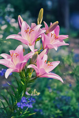 Fototapeta premium ピンクの百合の花