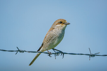 Red-backed Shrike (Lanius collurio) perched on fence