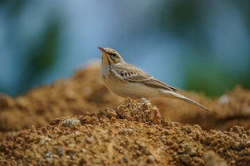 Tawny Pipit (Anthus campestris) perched on soil