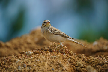 Tawny Pipit (Anthus campestris) perched on soil